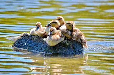 Ducklings sitting on a rock Stock Photos
