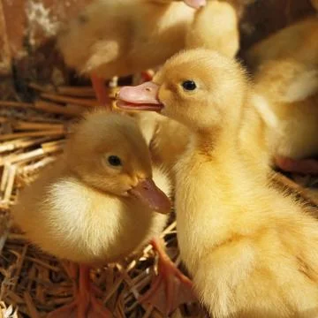 Ducklings on the straw Stock Photos