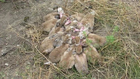 Ducklings strayed around from the cold Video stock 135084040