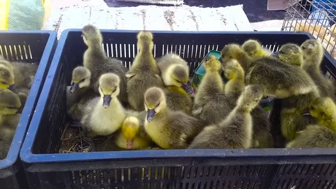 Ducklings stuck in a box Stock Footage 77206250