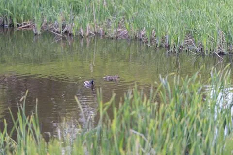 Ducklings swimming close. Group of tiny ducks navigating through lush wetla.. Stock Photos
