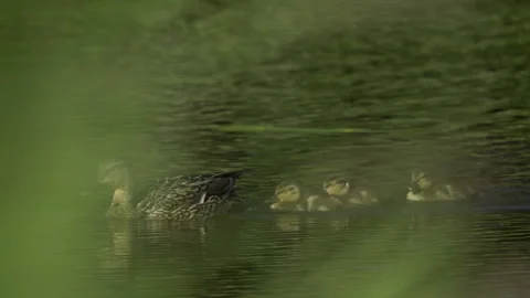 Ducklings Swimming On a Pond Stock-Footage 344585305