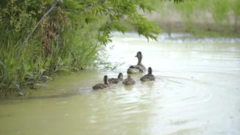 Ducklings swimming in water Stock Footage