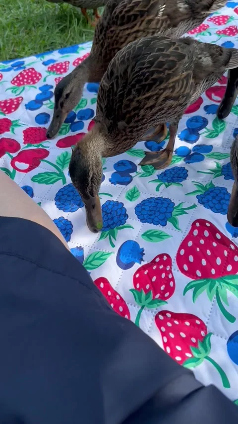 Ducklings Think Printed Berries are Real, Westmount, Quebec, Canada - 03 Jul 202 Stock Footage 341705088