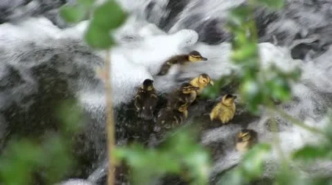 Ducklings trying to climb waterfall, Wesley Brook, Shropshire, England Stock Footage 11294746