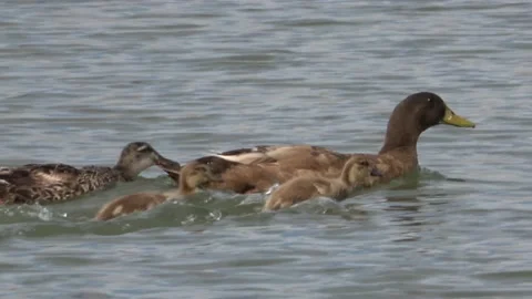 Ducklings trying to keep up with the adults. Stock Footage 158779090