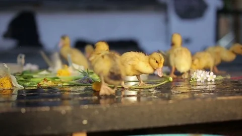 Ducklings under rain drops Stock Footage 71841599