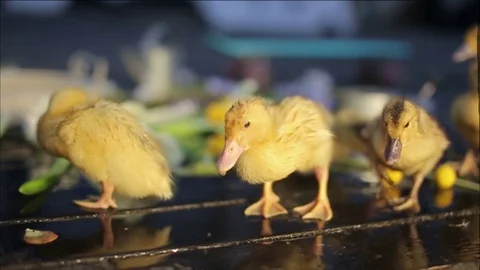 Ducklings under water drops Stock Footage 71841612