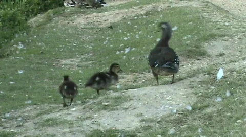 Ducklings waddle away Stockbeeldmateriaal 457602