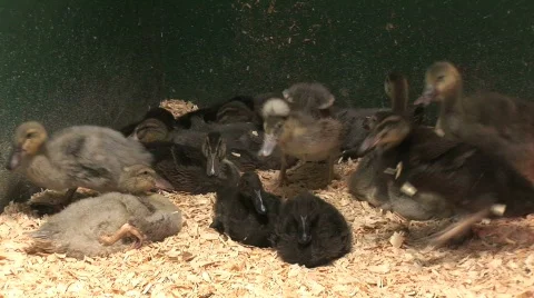 Ducklings waking up Stock Footage 519365