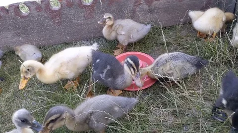 Ducklings walk around a red plate Stock Footage 112952906