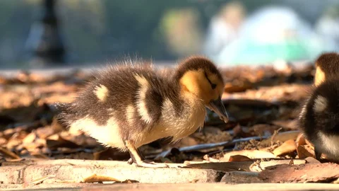 Ducklings walking on leaves Stock Footage 128519808
