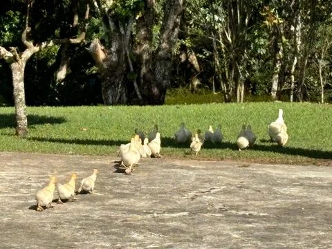 Ducklings walking in a park Stock Photos