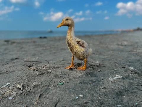 Ducklings walking Stock Photos