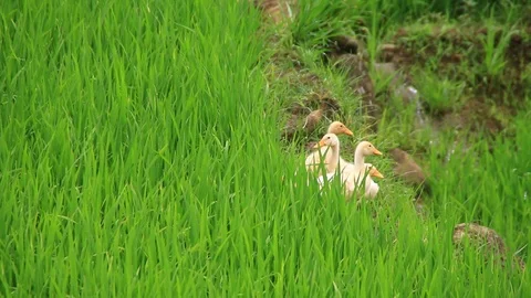 Ducklings walking through the grass drinking water, play eating grass sunny d Stock Footage 104808678