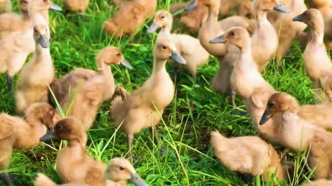 Ducklings Walking Together Stock Footage 323140817