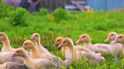 Ducklings Walking Together Stock Footage 323145888