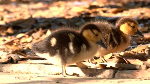 Ducklings wandering around Stock Footage 128520120