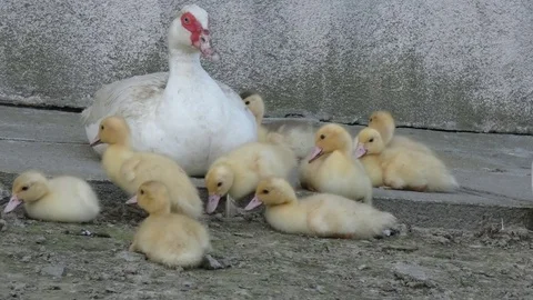 Ducklings Wash Time Stock Footage 77245461