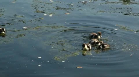 Ducklings in the water Stock Footage 22183297