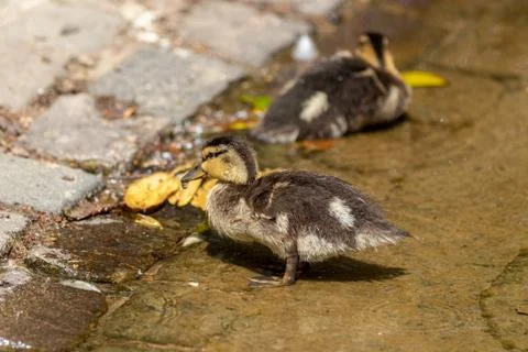 Ducklings in the water Stock Photos