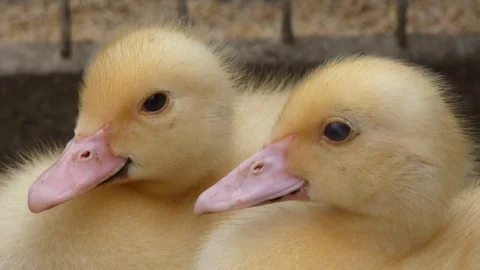 Ducklings Yellow Close-Up Stock Footage 77248425