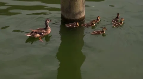 Ducklings.mp4 库存影片 11397178