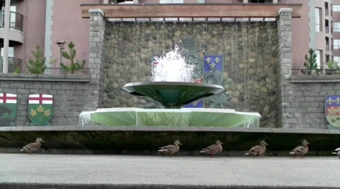 DuckMarch Stock Footage 662055