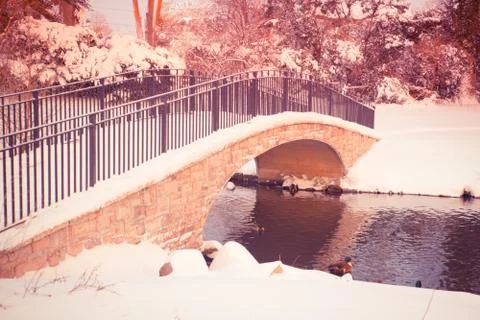 Duckpond in winter Stock Photos