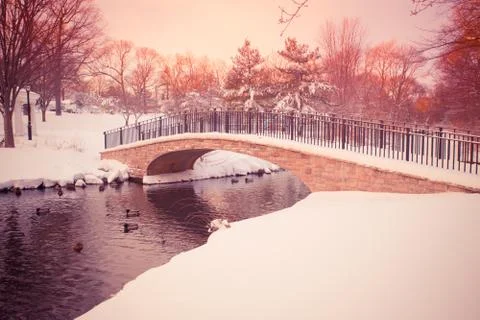 Duckpond in winter Stock Photos