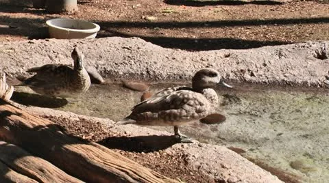 Ducks 01 스톡 동영상 11968696