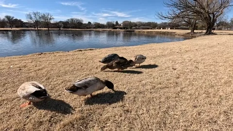 Ducks-01 스톡 동영상 259311774