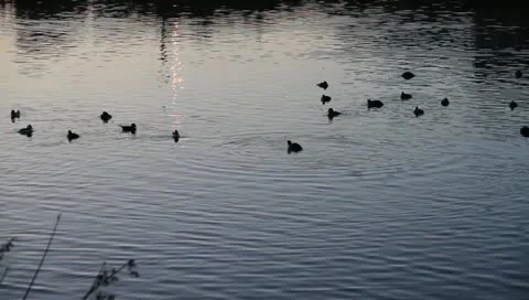 Ducks 03 Stock Footage 10748058