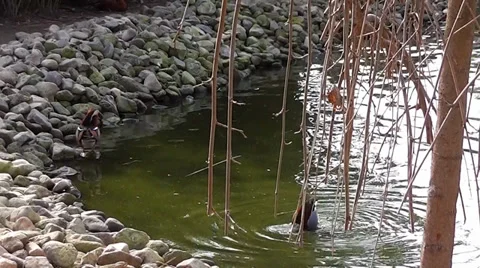 Ducks 1 Stock Footage 35485731