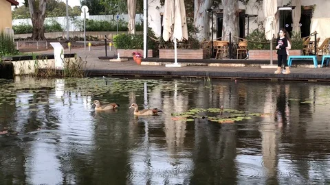 Ducks 1 動画素材 102110850