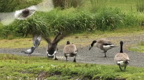 Ducks 15 Stock-Footage 9026548