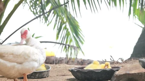 Ducks 2 Stock Footage