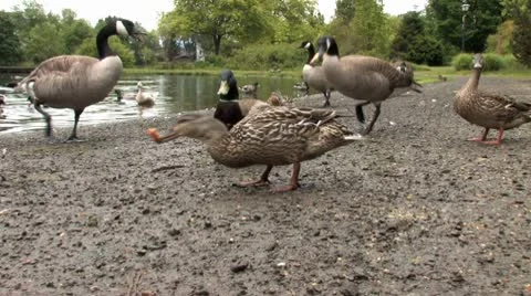 Ducks 2 Stock-Footage 9026572