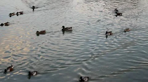 Ducks 2 Stock Footage 12739121