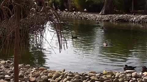 Ducks 2 Stock Footage 35484776