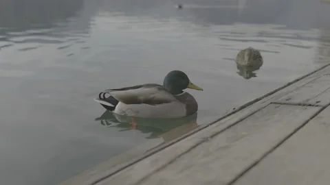 Ducks 2 - Lake Bled Video stock 170160410