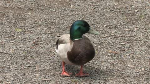 Ducks 22 Stock Footage 9026605