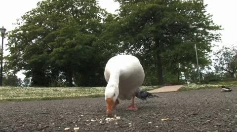 Ducks 24 Stock Footage 9202738