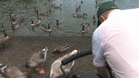 Ducks 29 Stock-Footage 9207923