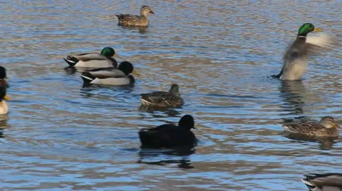 Ducks 3 Video stock 20482047