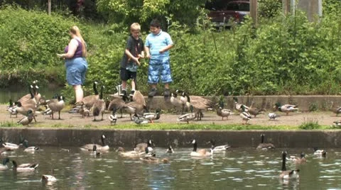 Ducks 31 Stock Footage 9210594