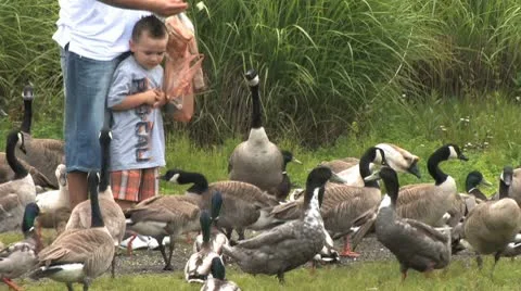 Ducks 38 Stock Footage 9218747