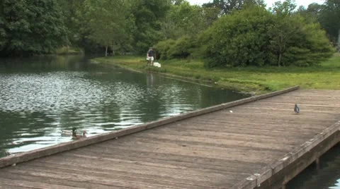 Ducks 47 Stock Footage 9225714