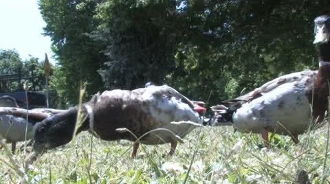 Ducks 48 Stock Footage 9720201