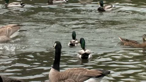 Ducks 5 Stock-Footage 9026621